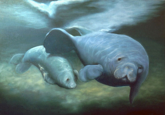 manatee babies