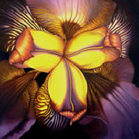 Goldies Iris by Anni Adkins